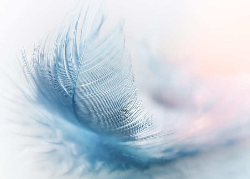 Feather on a peaceful background